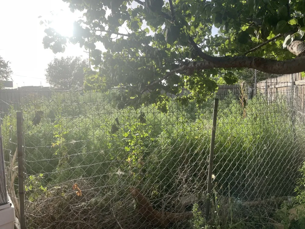 Expert lawn care service experts serving Lubbock, TX - D and J Tree Service