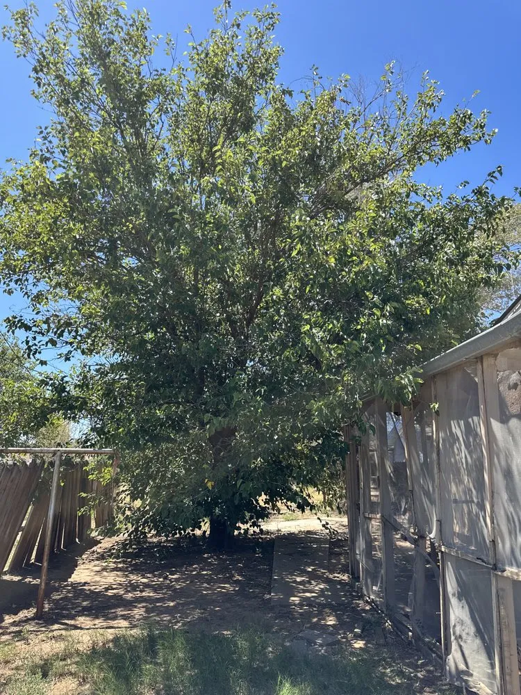 Expert outdoor landscaping experts serving Lubbock, TX - D and J Tree Service