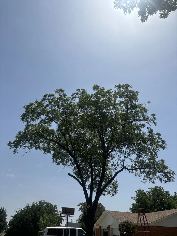 Top-rated garden landscaping in Lubbock, TX by D and J Tree Service