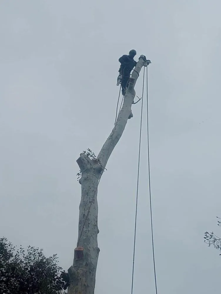 Local outdoor landscaping in Los Angeles, CA by D and W Landscaping & Tree Trimming