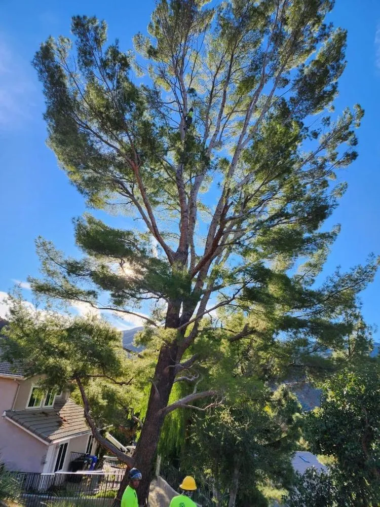 Top-rated yard maintenance for outdoor upgrades in Los Angeles, CA by D and W Landscaping & Tree Trimming