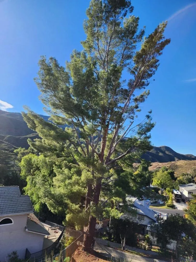 Professional lawn care service for residential properties in Los Angeles, CA by D and W Landscaping & Tree Trimming