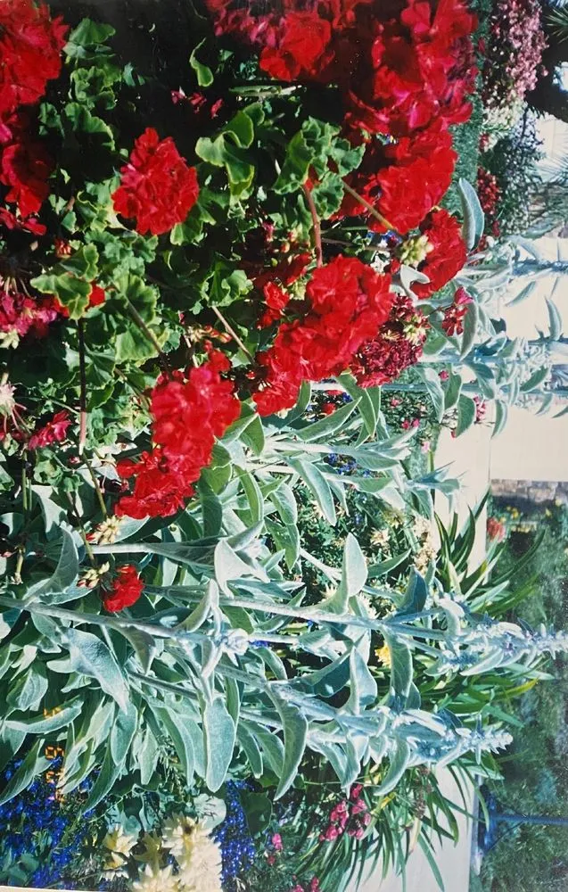 Affordable yard maintenance for residential properties in Los Angeles, CA by D and W Landscaping & Tree Trimming