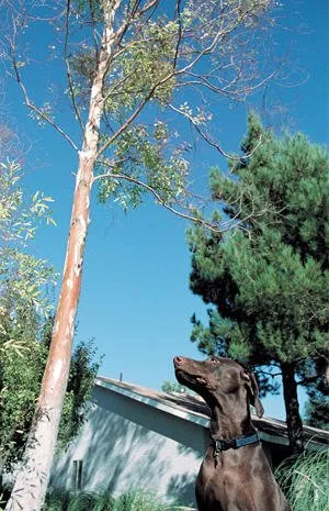 Reliable garden landscaping in Weymouth, MA - D. Follett Tree Service & Landscaping