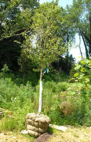 Custom lawn mowing service in Weymouth, MA by D. Follett Tree Service & Landscaping