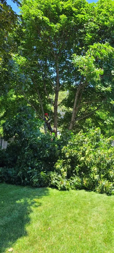 Reliable residential landscaping in Aurora, IL by D I Tree Removal And Trimming