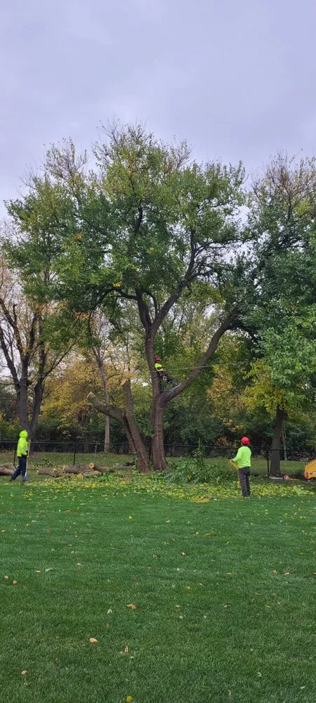 Affordable yard maintenance for residential properties across Aurora, IL - D I Tree Removal And Trimming