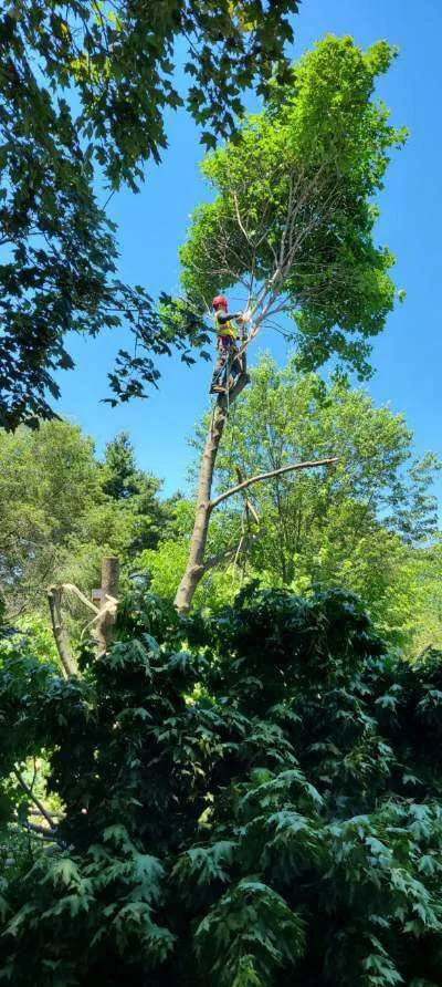 Trusted landscape design in Aurora, IL - D I Tree Removal And Trimming