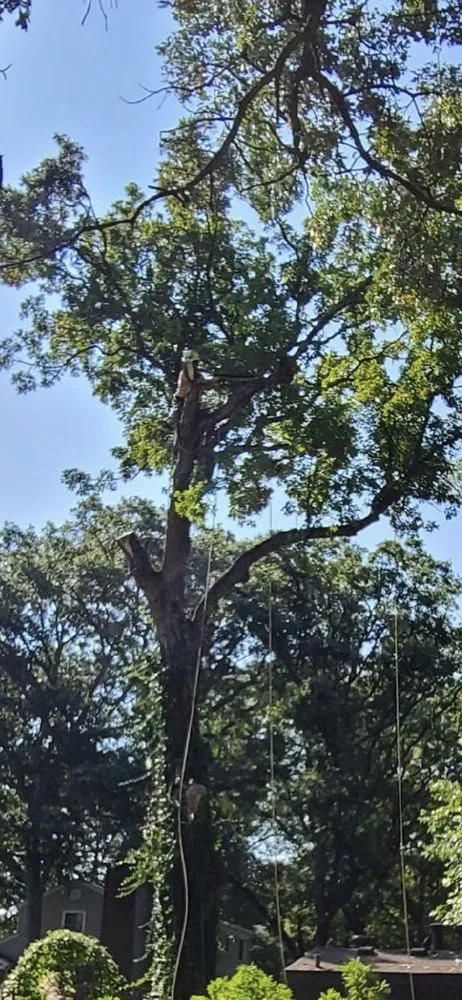 Affordable yard maintenance in Aurora, IL - D I Tree Removal And Trimming