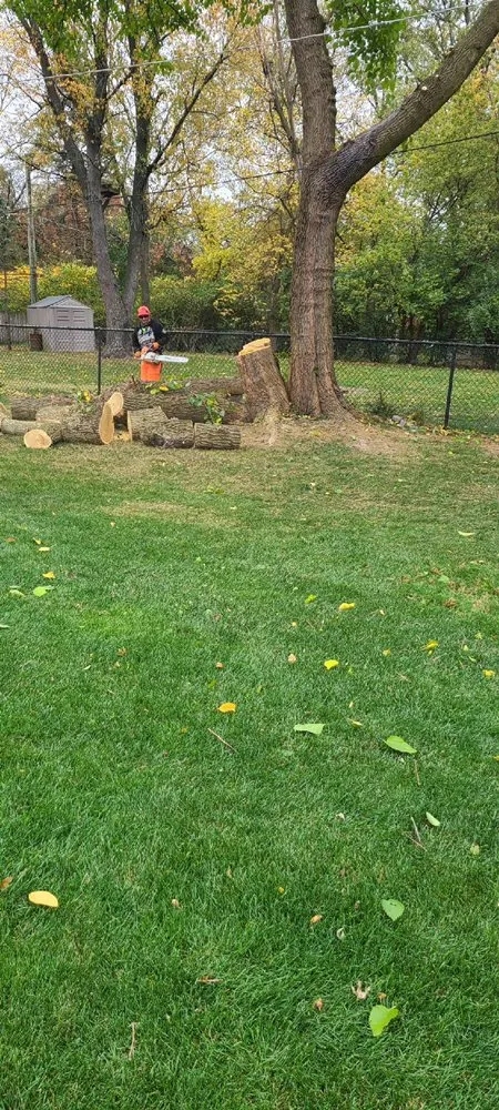 Reliable yard maintenance in Aurora, IL by D I Tree Removal And Trimming