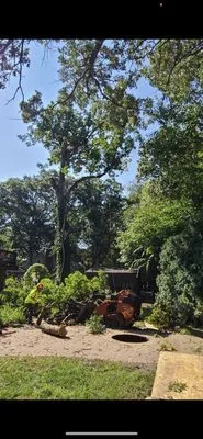 D I Tree Removal And Trimming Logo