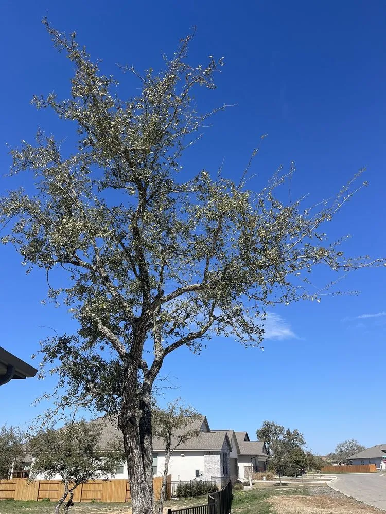 Professional landscape installation experts serving New Braunfels, TX - D K Landscaping