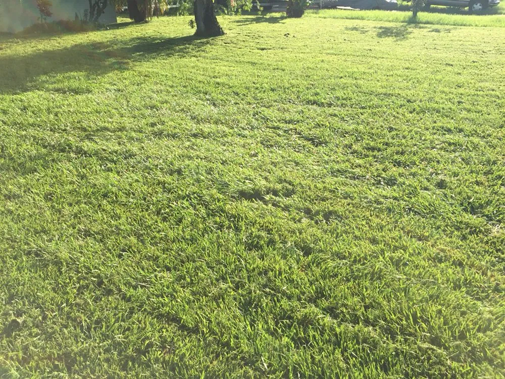 Top-rated landscape installation in Avon Park, FL - D Lawn Care