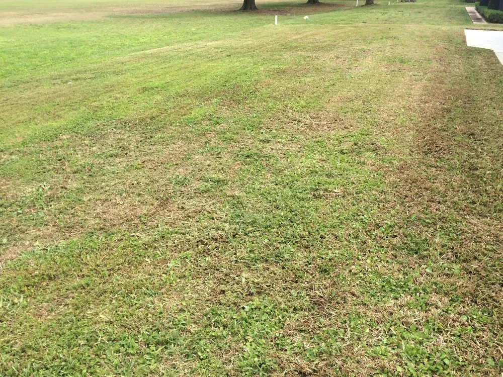 Local landscape design in Avon Park, FL by D Lawn Care