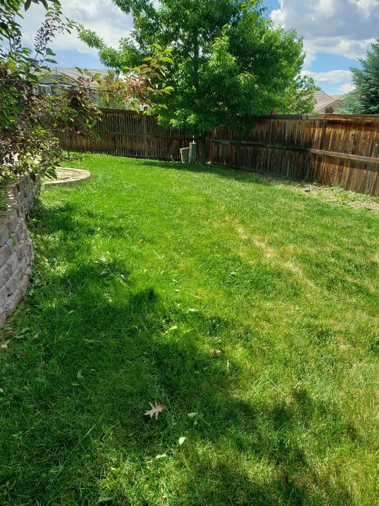 Expert lawn care service for homes across Denver, CO - D Lawn Services