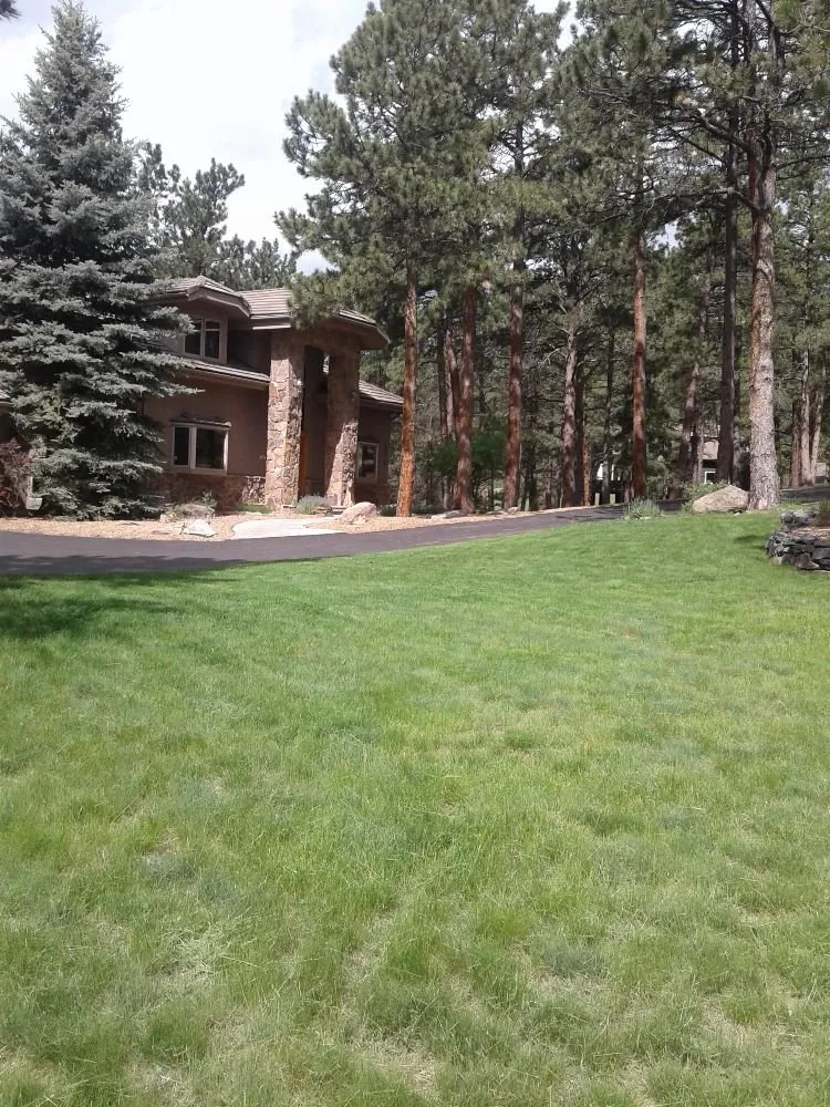 Professional yard cleanup service for beautiful yards across Denver, CO - D Lawn Services