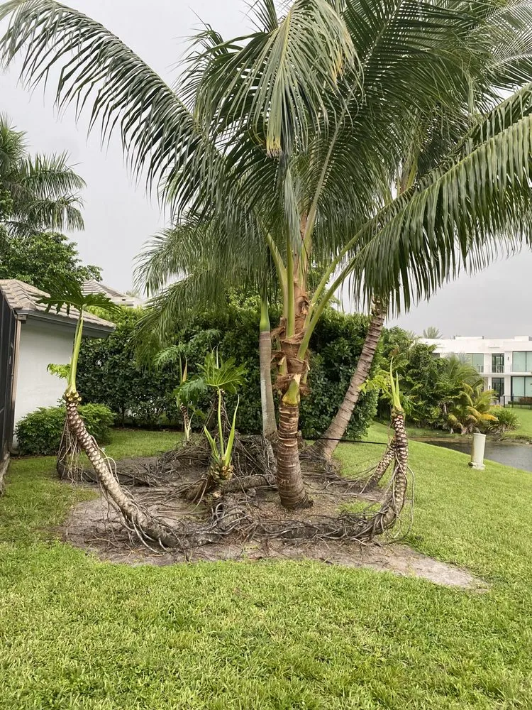 Reliable landscaping services for outdoor upgrades across Lantana, FL - D M L Landscaping Service