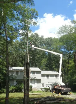 Expert yard cleanup service experts serving Wayland, MA - D M Wilkinson, Inc