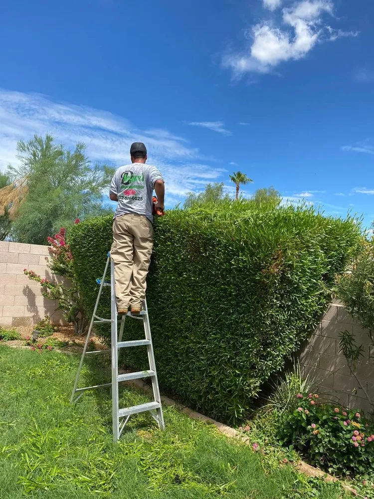 Trusted yard cleanup service in Phoenix, AZ - D’ McGuire’s Landscaping Services