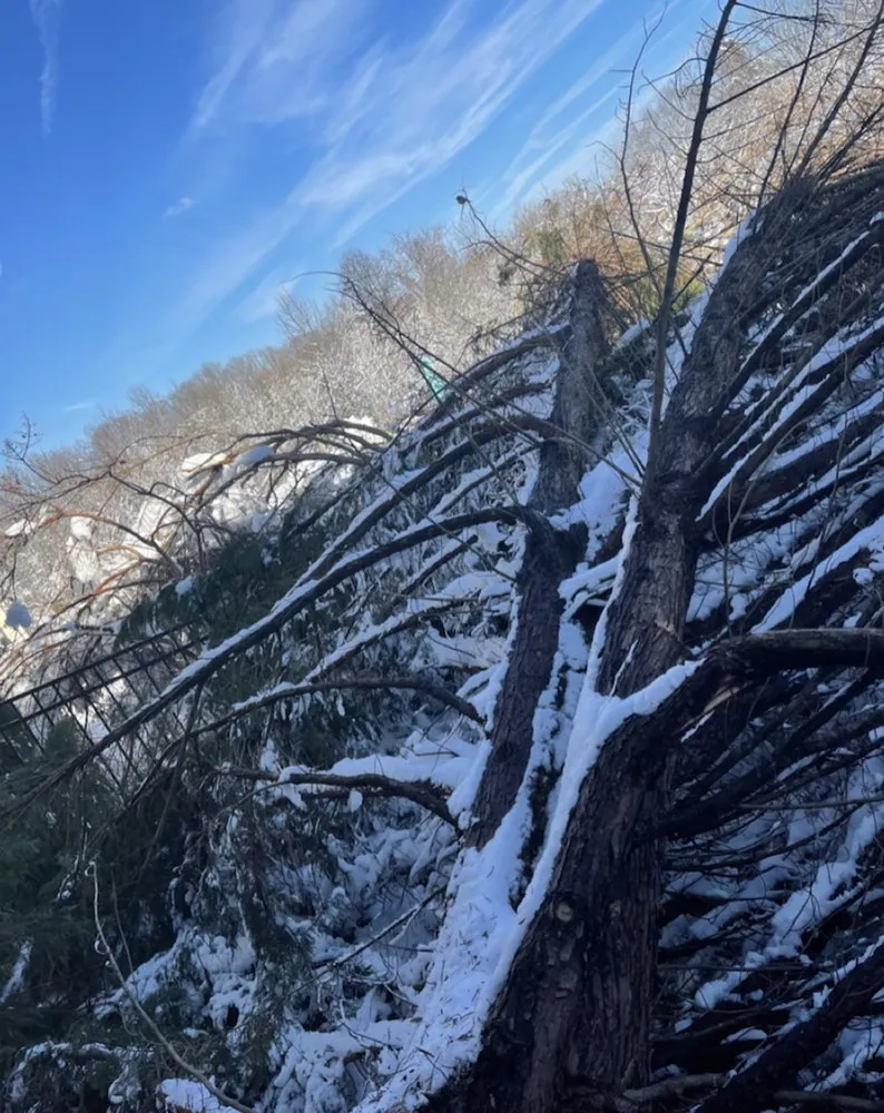 Reliable yard maintenance experts serving Richmond, VA - D-Noakes Tree & Outdoor Services