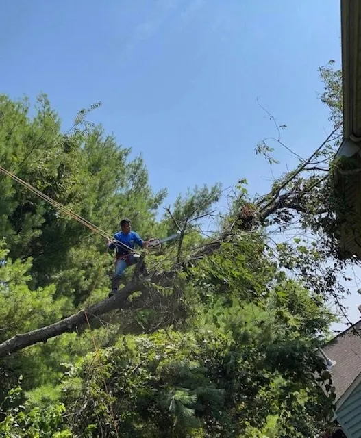 Affordable lawn mowing service in Richmond, VA - D-Noakes Tree & Outdoor Services