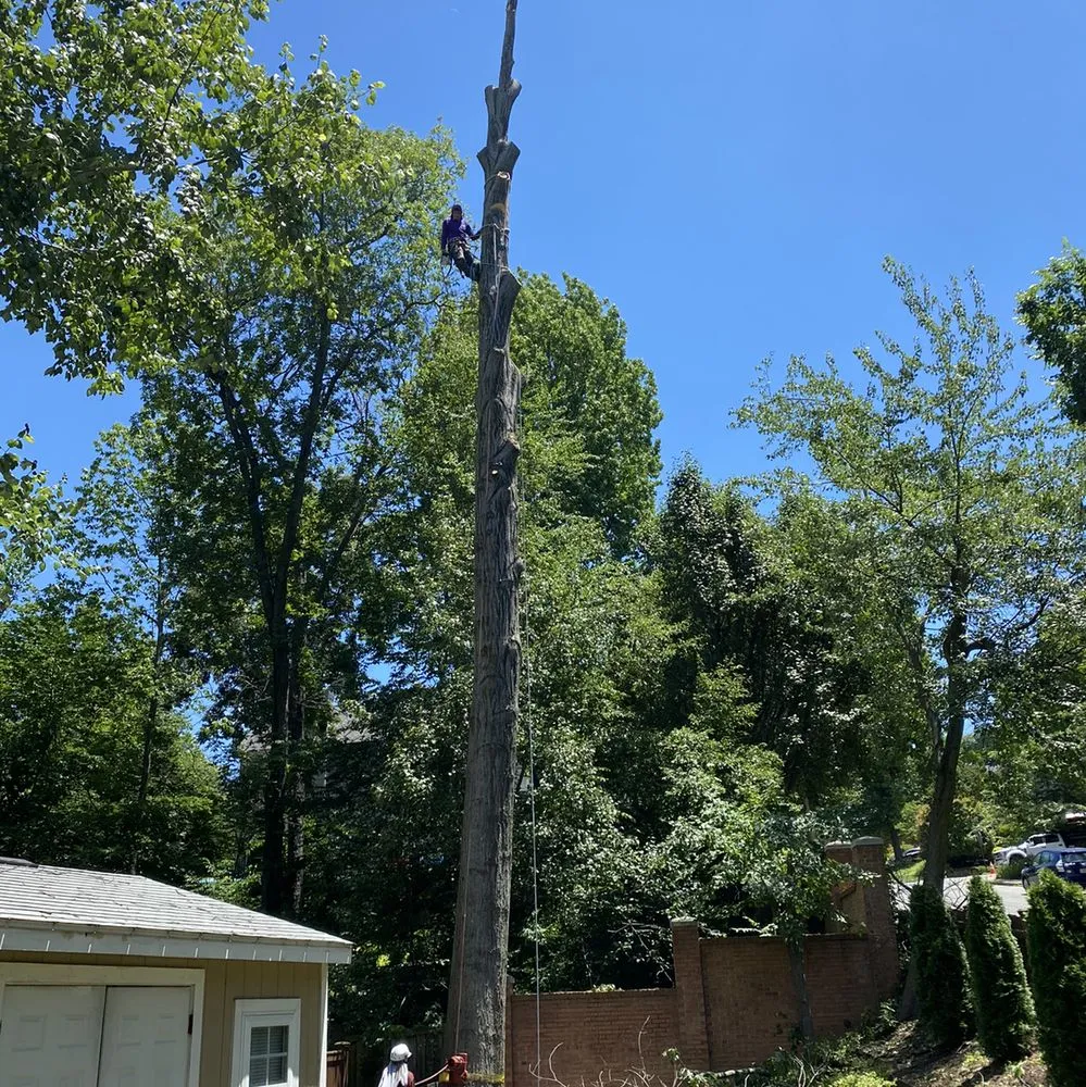 Professional lawn care service near you in Richmond, VA by D-Noakes Tree & Outdoor Services