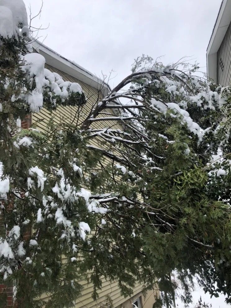 Expert lawn care service for year-round maintenance across Richmond, VA - D-Noakes Tree & Outdoor Services