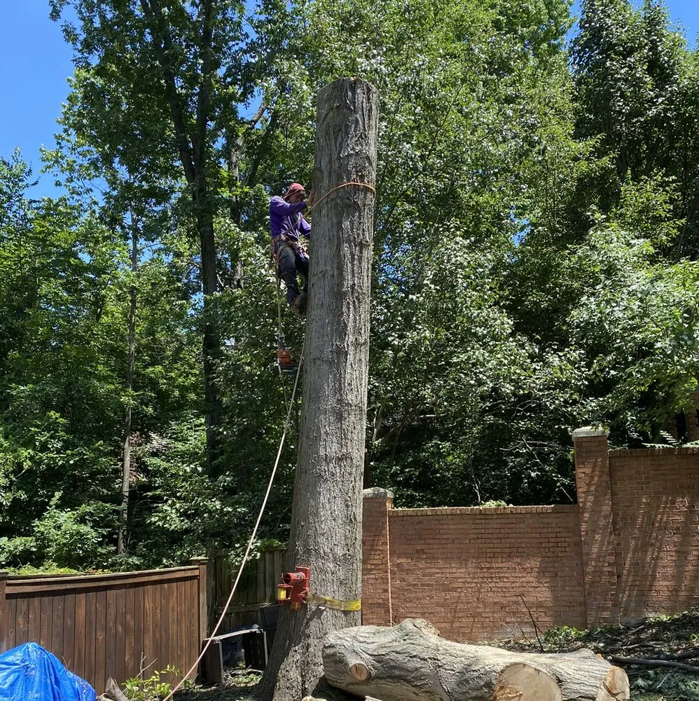 Local landscape design for outdoor upgrades across Richmond, VA - D-Noakes Tree & Outdoor Services