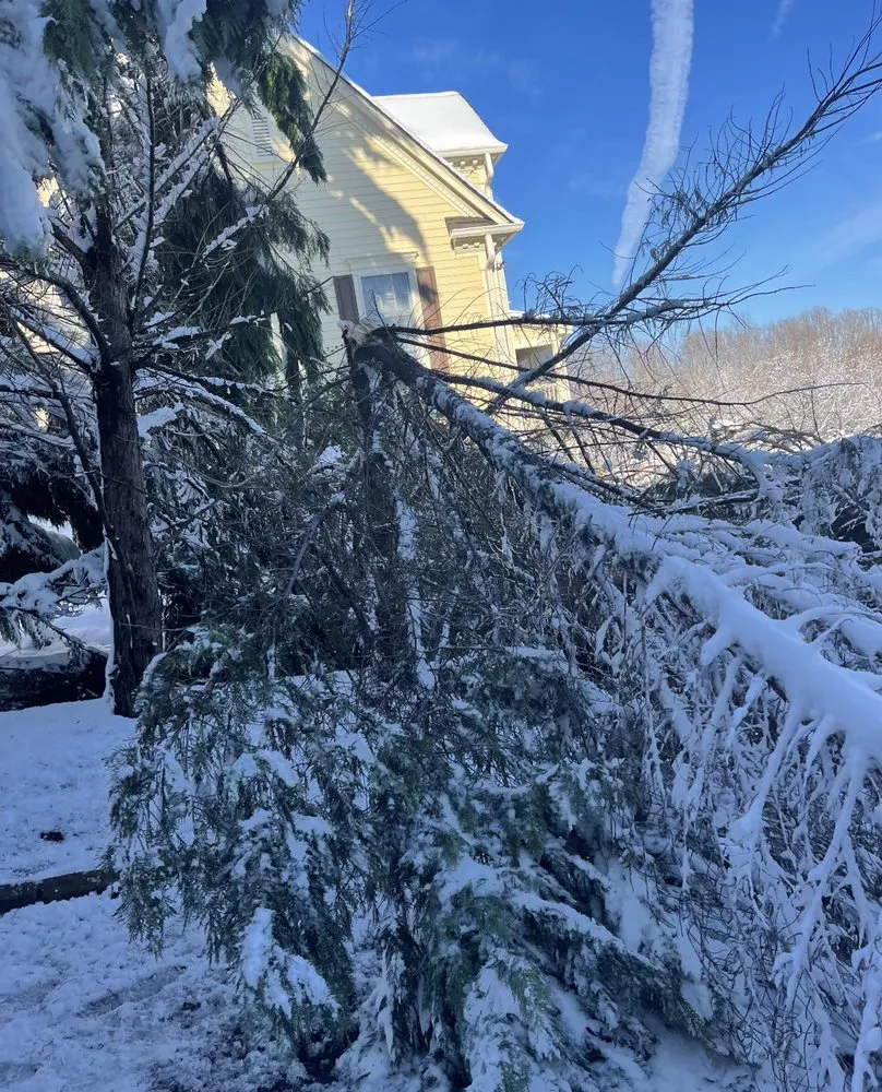 Reliable yard cleanup service near you in Richmond, VA by D-Noakes Tree & Outdoor Services