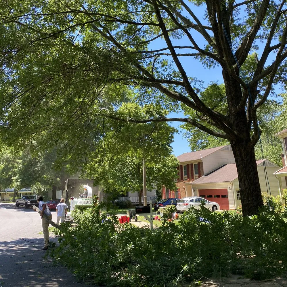 Trusted yard maintenance in Richmond, VA - D-Noakes Tree & Outdoor Services