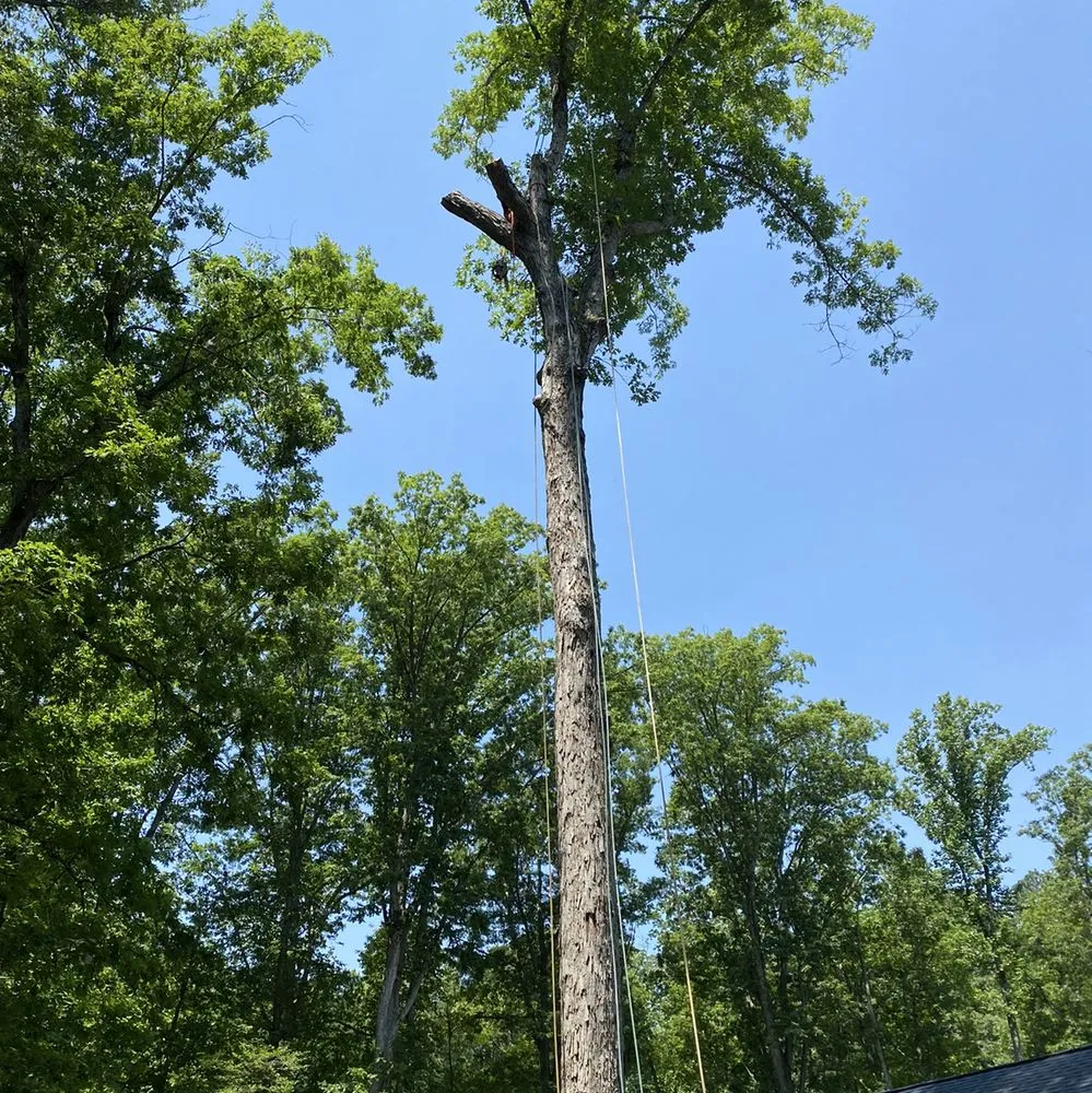 Expert yard cleanup service in Richmond, VA - D-Noakes Tree & Outdoor Services