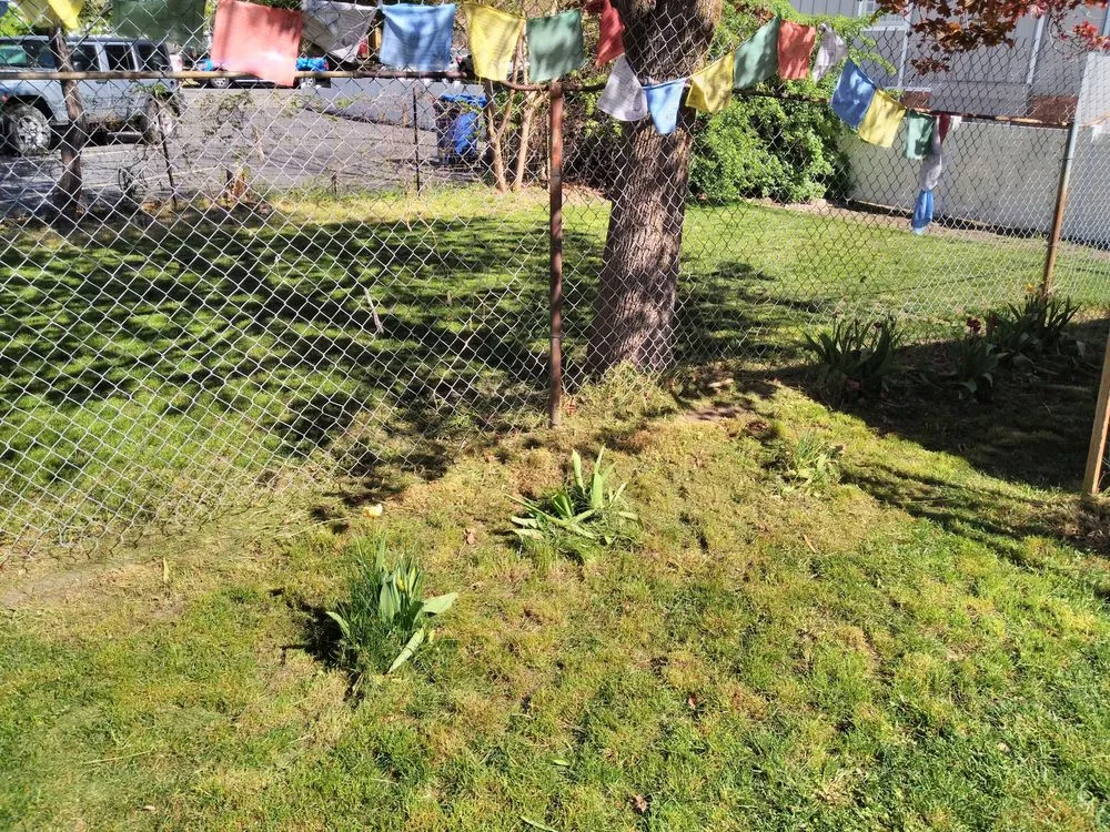 Professional lawn mowing service in Salt Lake City, UT by D Ojeda Construction