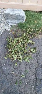 D. Perrelli Landscaping