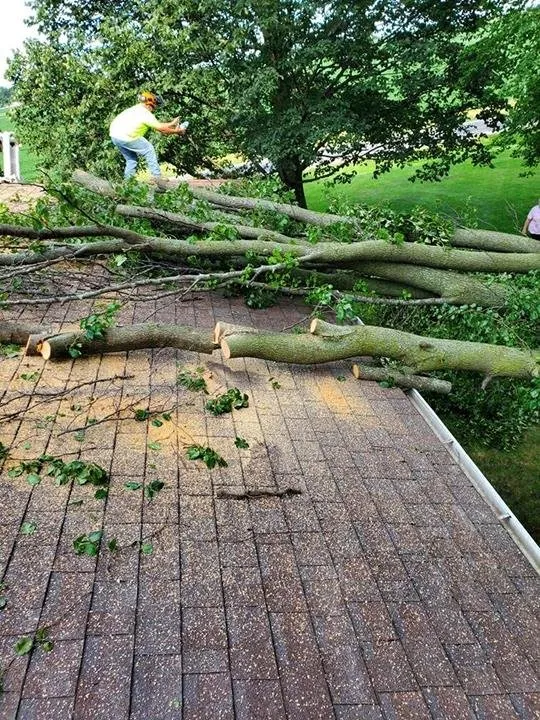 Professional lawn care service in Ogden, IL by D Ramm Services & Stump Grinding