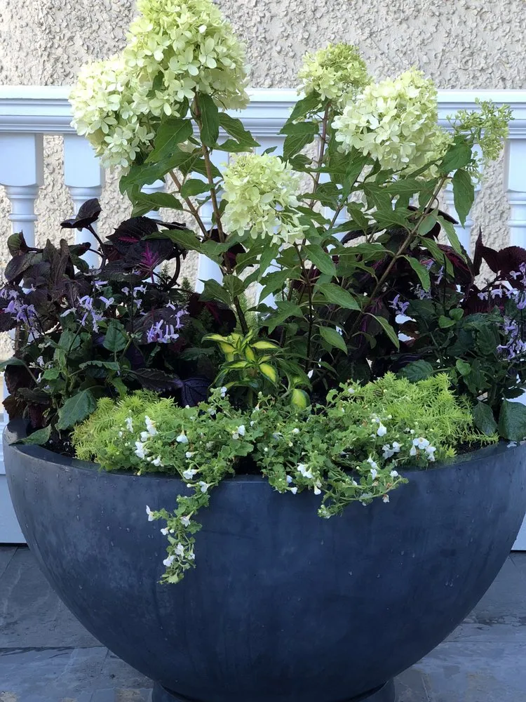 Local garden landscaping in San Rafael, CA - D' ROJAS LANDSCAPE