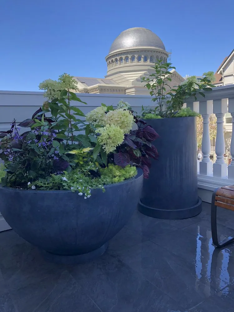 Expert landscape design experts serving San Rafael, CA - D' ROJAS LANDSCAPE