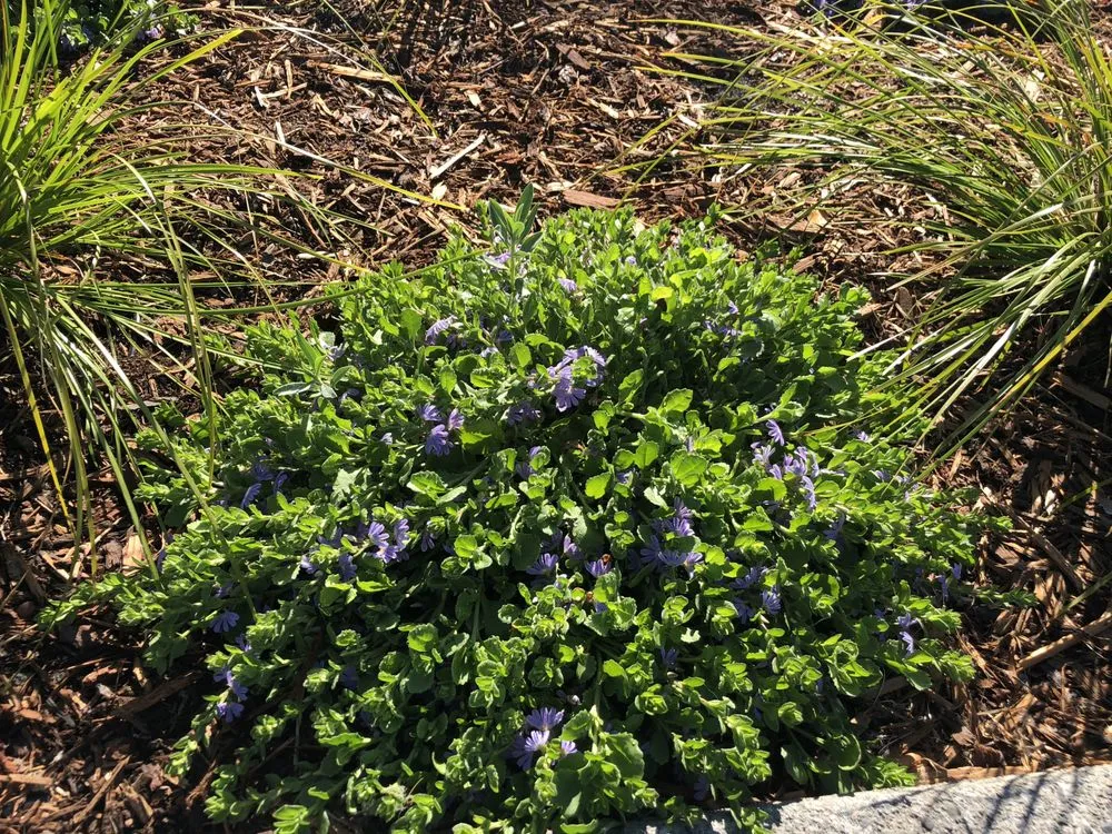 Professional lawn care service experts serving San Rafael, CA - D' ROJAS LANDSCAPE