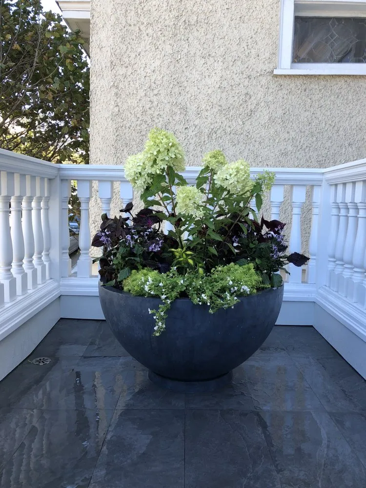 Expert lawn mowing service in San Rafael, CA - D' ROJAS LANDSCAPE