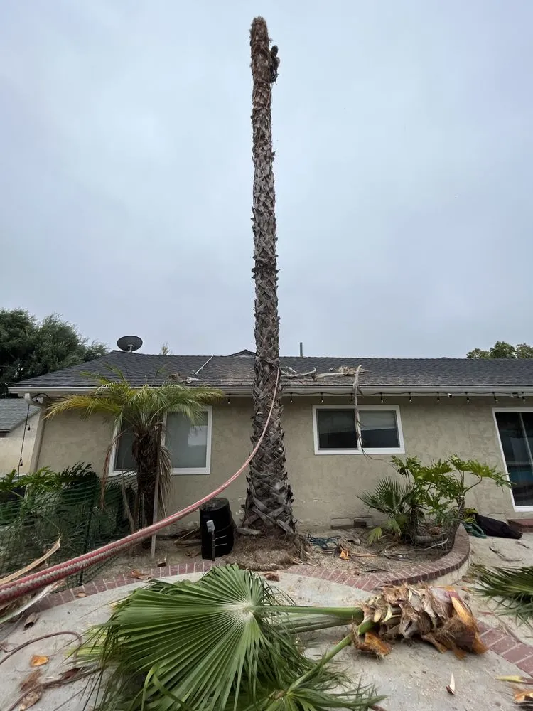 Expert outdoor landscaping experts serving Valencia, CA - D Royal Landscape