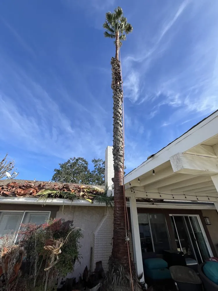 Custom lawn care service experts serving Valencia, CA - D Royal Landscape