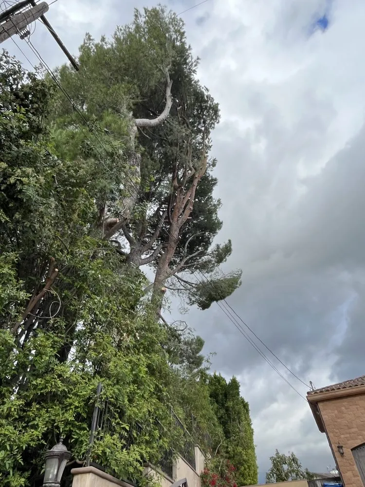 Top-rated residential landscaping for homes in Valencia, CA by D Royal Landscape