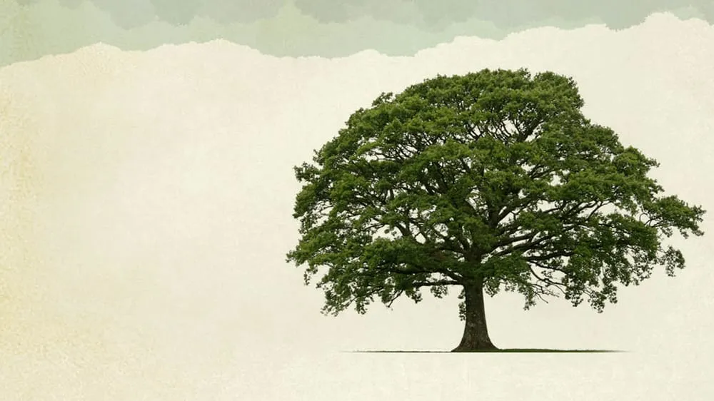 Professional outdoor landscaping in Dekalb, IL by D Ryan Tree & Landscape