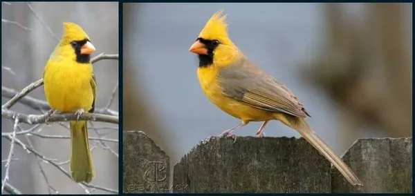 D Squared Lawncare And More Logo