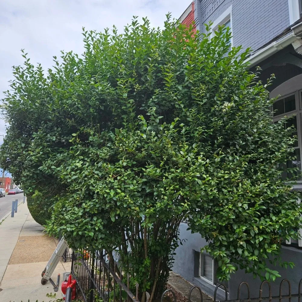 Trusted lawn mowing service in Philadelphia, PA - D W Lawn Care