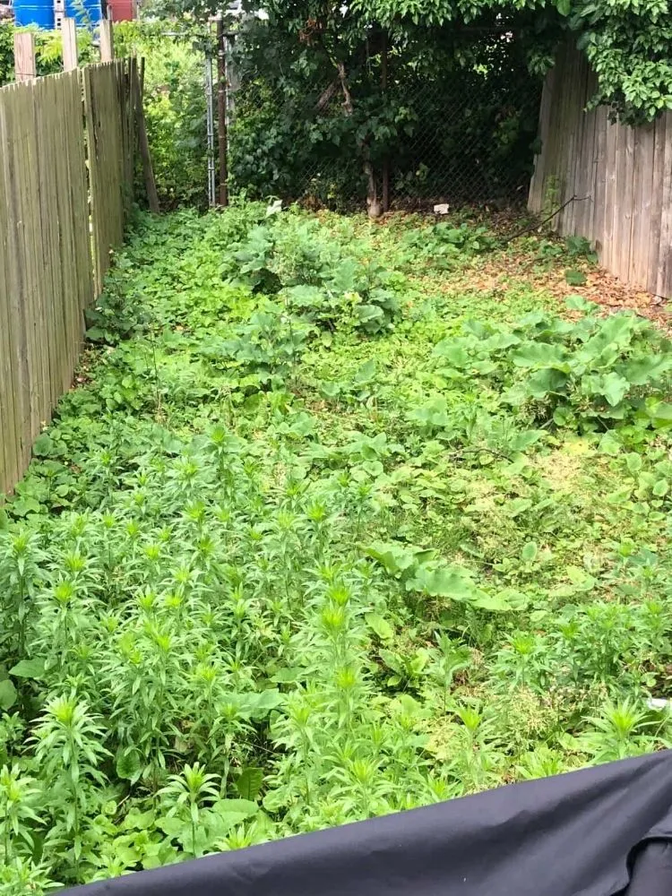 Local yard maintenance for outdoor upgrades across Philadelphia, PA - D W Lawn Care