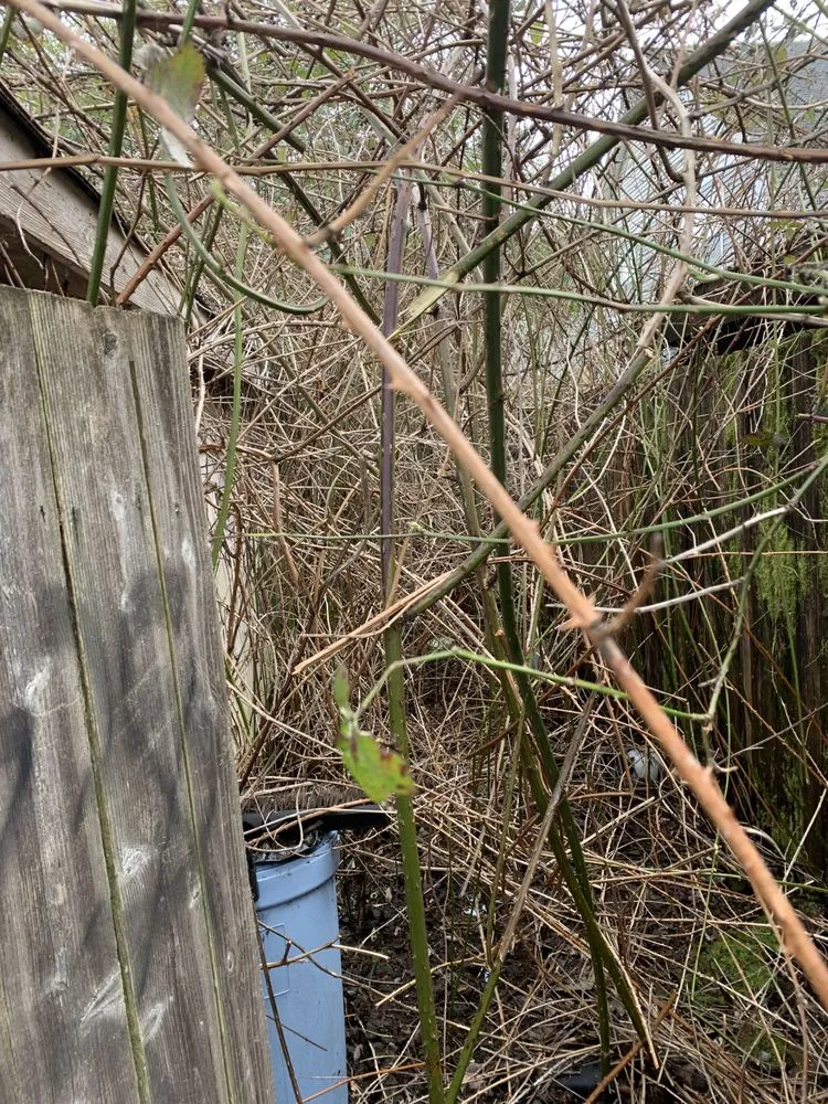 Affordable garden landscaping for residential properties in Seattle, WA by D Wills Lawn & Haul