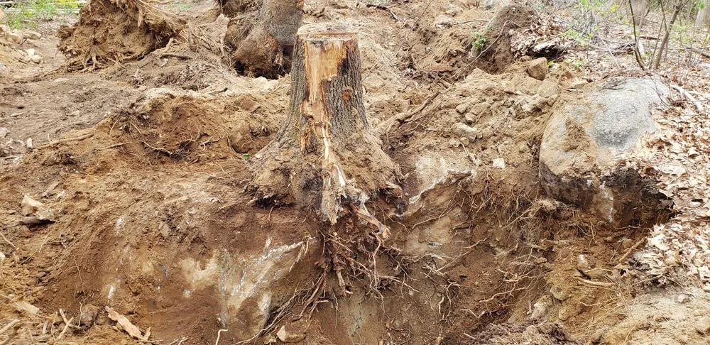 Top-rated yard cleanup service in Medway, MA - D4 Landscaping