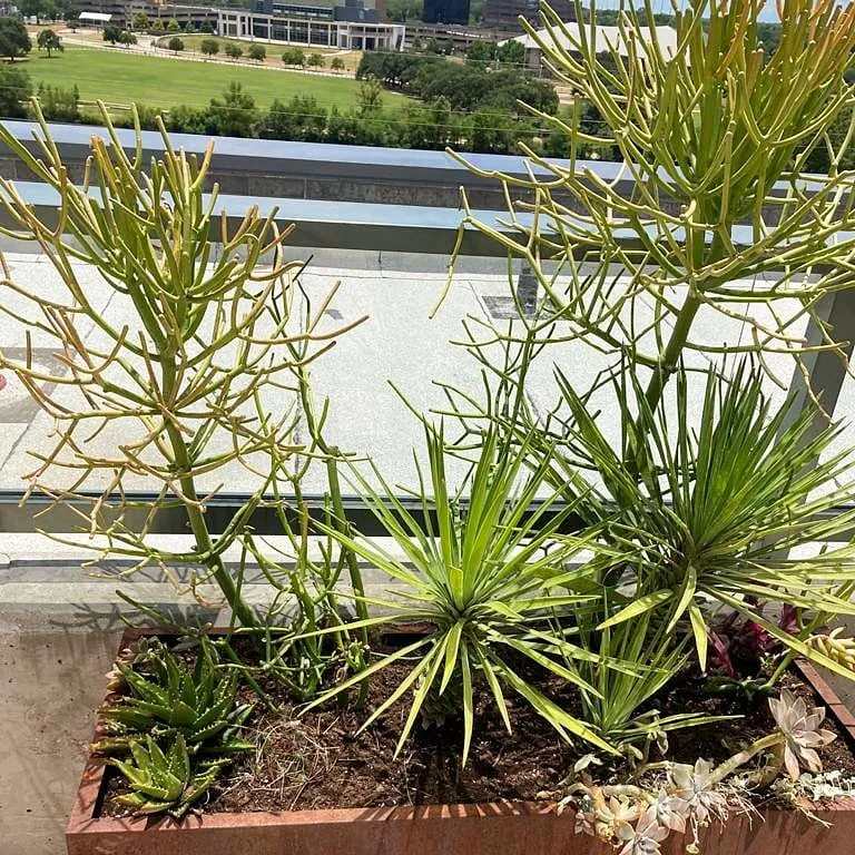 Local yard cleanup service for beautiful yards across Austin, TX - D5 Landscaping Services