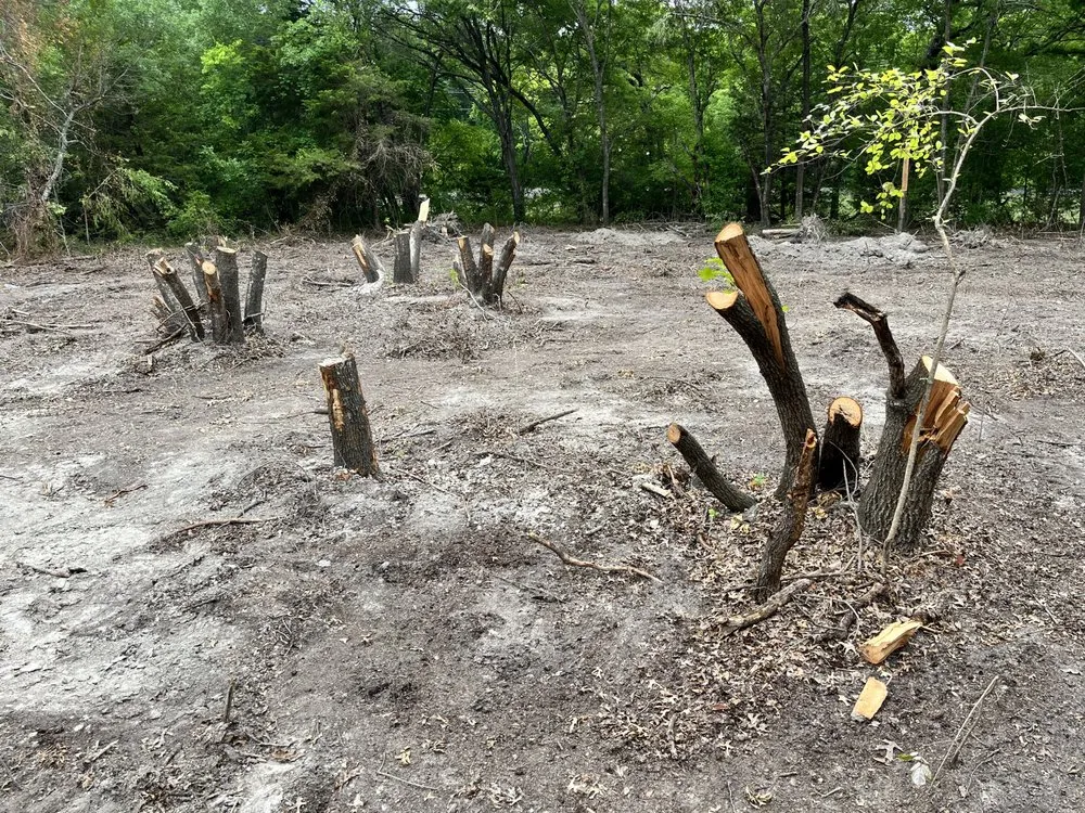 Reliable landscape installation with custom design across Frisco, TX - D5 Plus