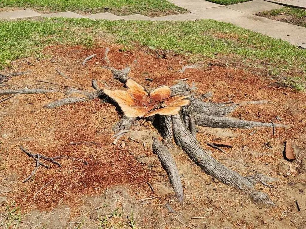 Affordable yard cleanup service in Frisco, TX - D5 Plus